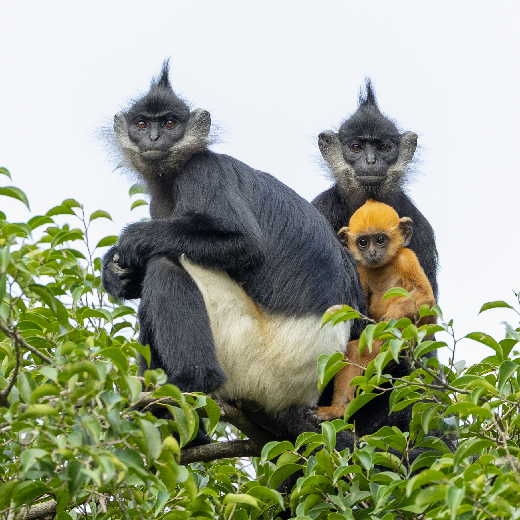 Langur